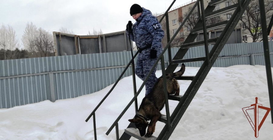 Кинологи Росгвардии познакомили ТВ-журналистов из Тюмени  с особенностями профессиональной подготовки (видео)