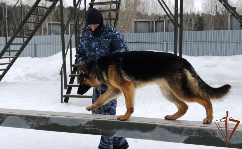 Кинологи Росгвардии познакомили ТВ-журналистов из Тюмени  с особенностями профессиональной подготовки (видео)