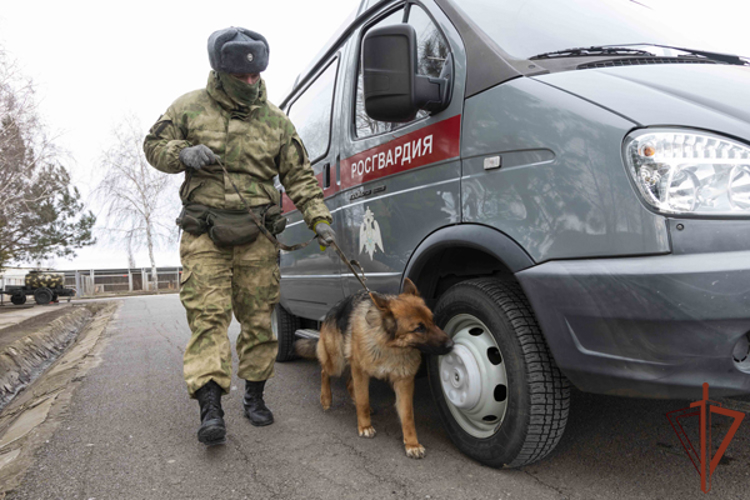 Кинологи Росгвардии повышают квалификацию в Ростовской области