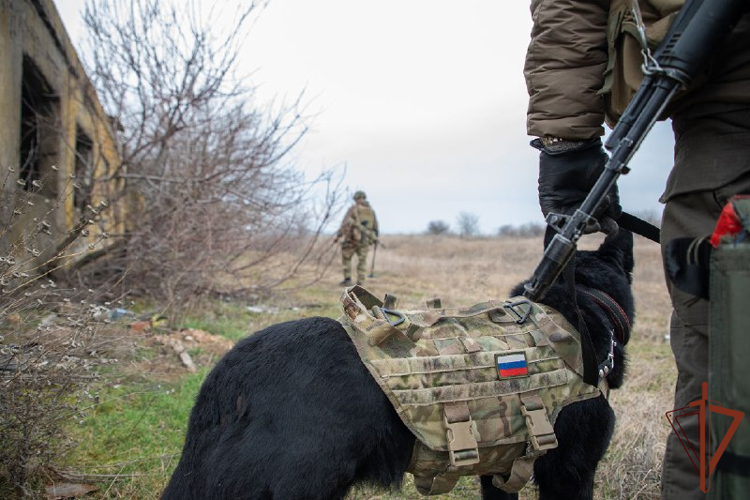 Росгвардейцы уничтожили более 1500 изъятых из схронов ВСУ боеприпасов (видео)