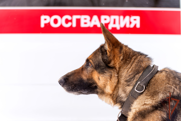 Росгвардия обеспечила безопасность крупных спортивных и массовых мероприятий на Урале