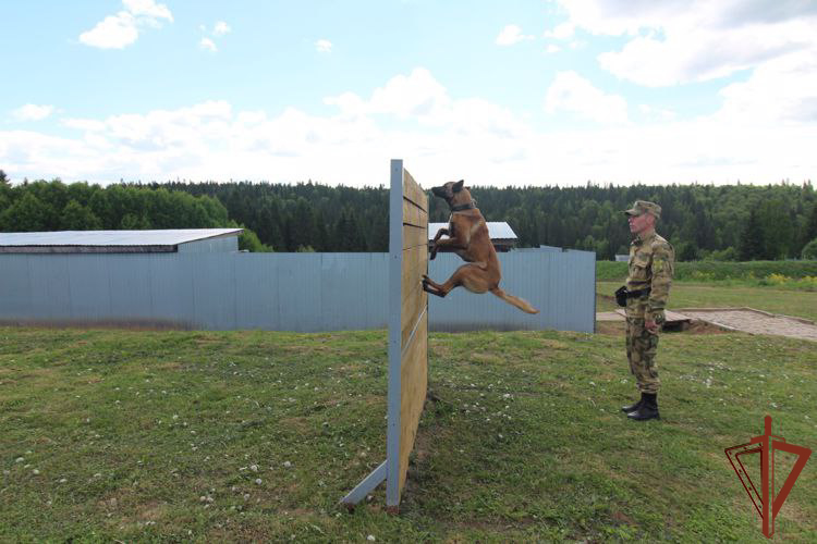 В Пермском военном институте Росгвардии состоялись учебно-методические сборы со специалистами-кинологами