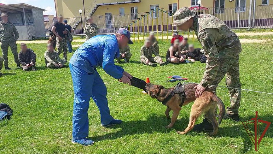 В Росгвардии состоялся учебно-методический сбор кинологов ведомства (видео)