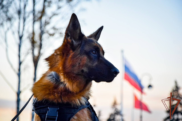 Росгвардейцы в Санкт-Петербурге обеспечили безопасность футбольного матча РПЛ