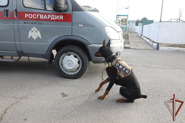В Южном округе завершилась сертификация служебных собак (видео)