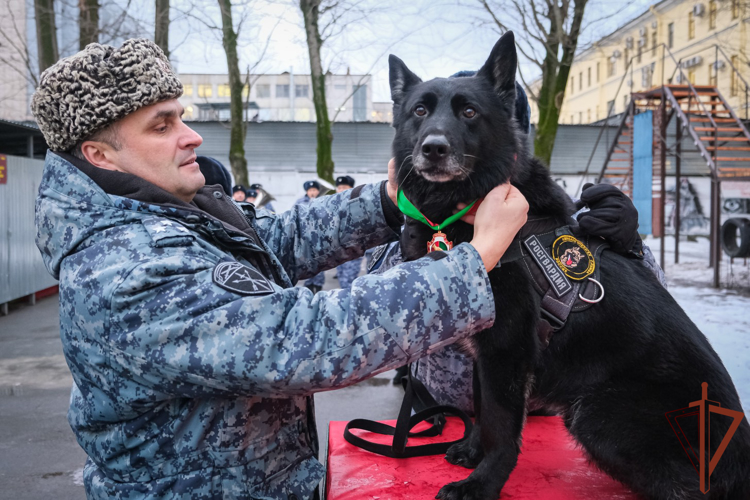 В Санкт-Петербурге впервые наградили служебную собаку медалью Росгвардии (видео)