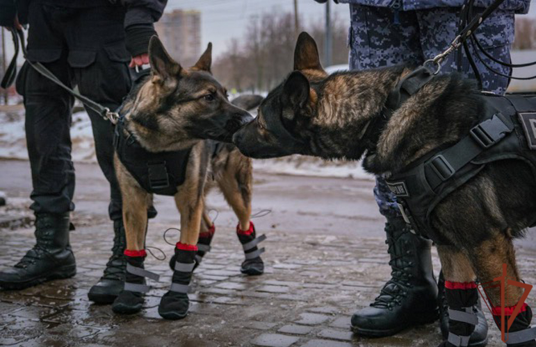  Санкт-Петербурге росгвардейцы почтили память военных кинологов и служебных собак