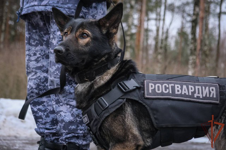 Санкт-Петербурге росгвардейцы почтили память военных кинологов и служебных собак