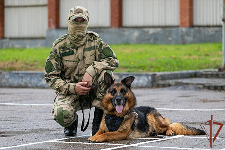 Служебная собака Росгвардии из Приморья стала одним из победителей международной премии «Мой ласковый и нужный зверь»