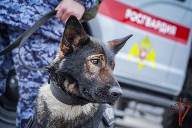 Безопасность матча КХЛ в Санкт-Петербурге обеспечили росгвардейцы